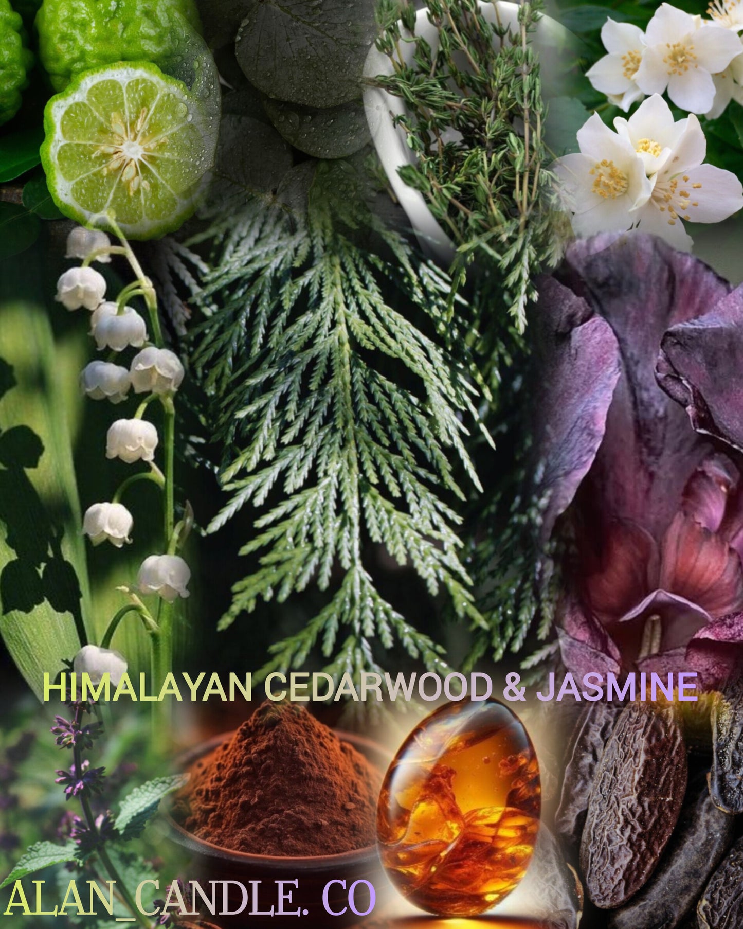 Himalayan Cedar & Jasmine