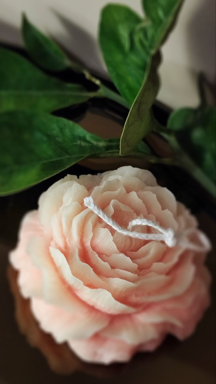 Vela de cera de abelhas flor peônia