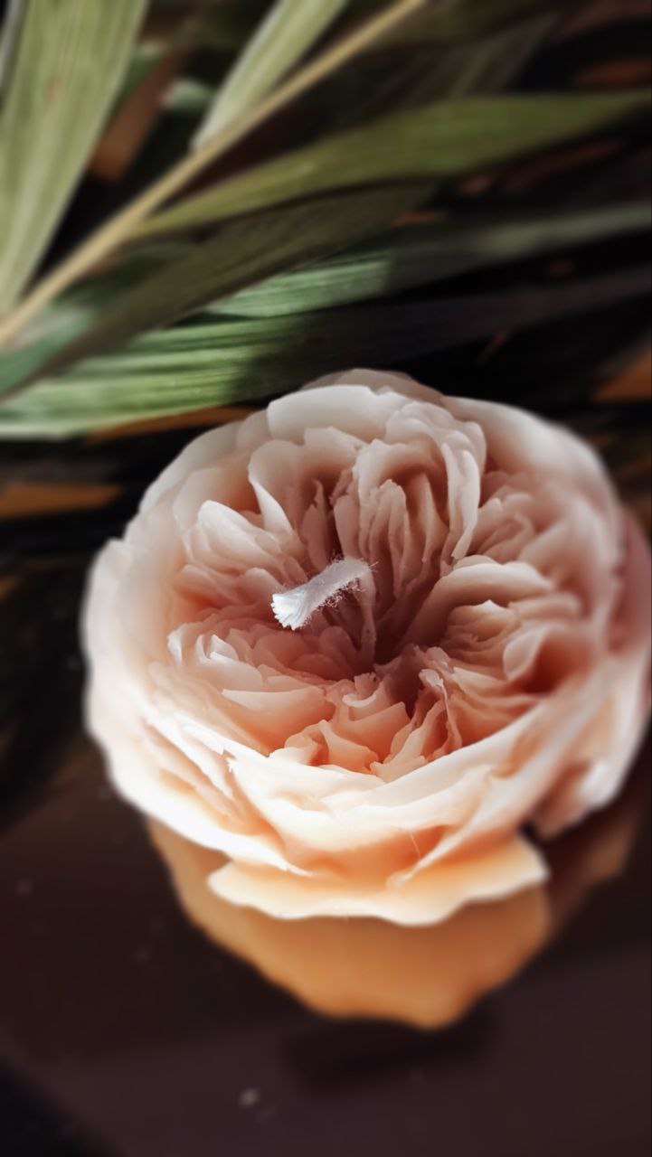 Rosa Austine Claire Candle